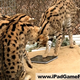 Image for article titled And Now, a Video of Jungle Cats Playing with an iPad